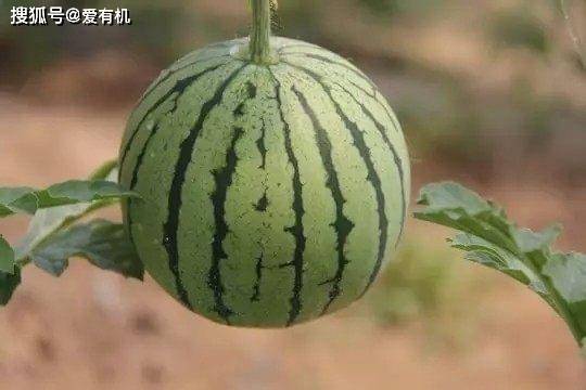怎么挑选西瓜是生的还是熟的 b1923f30f9d3463b8623ec511aafe52e.jpeg