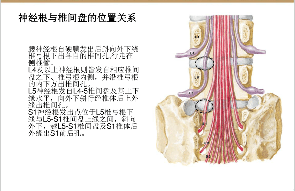 【收藏版】椎间孔镜技术脊柱应用解剖图表