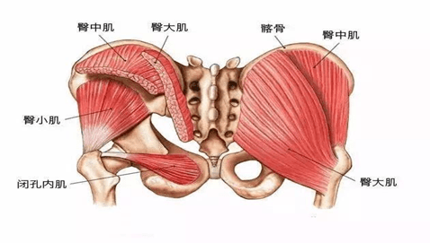 因为盆骨长期外扩,令附属在盆骨上的臀部肌肉群被拉伸变形,年轻时的