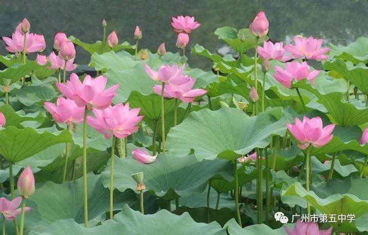 高三|赢在心态｜高三应考心理调适广州市第五中学——考前一个月