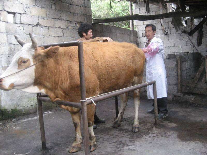 人口牛后(2)