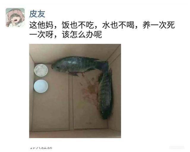 怎么养鱼水不浑 f240e92ddaf94032befa828943157a83.jpeg