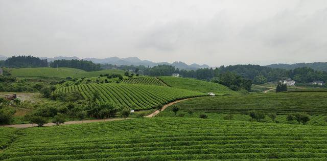 贵州初夏行之湄潭中国茶海篇