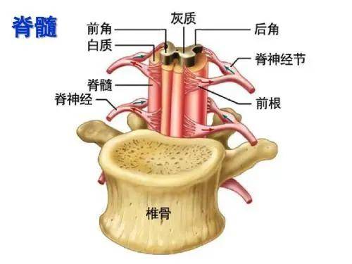 如果你在患颈椎病的同时还有这几个症状,那可能是脊髓