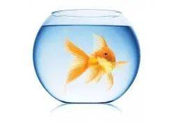 用什么做鱼缸最安全 4a91113c32b5474bb04b35552f259034.jpeg