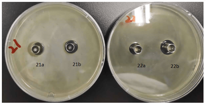 肽素生物植物乳酸菌(副干酪乳杆菌)培养物抑菌实验报告