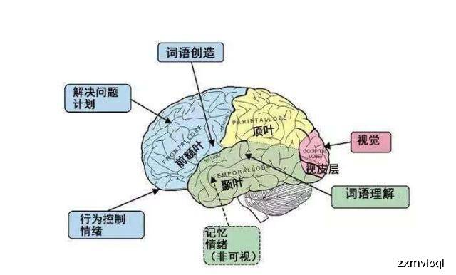 大脑的刹车系统,理性脑是什么?总是慢半拍的额叶发育