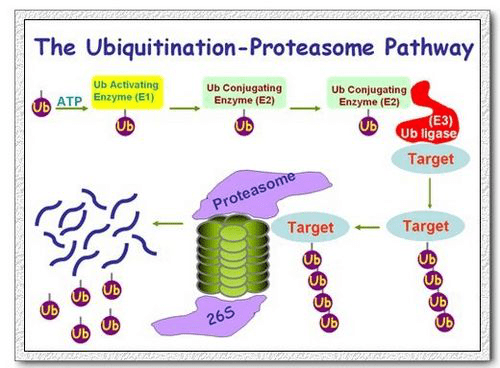 泛素蛋白酶体系统的作用