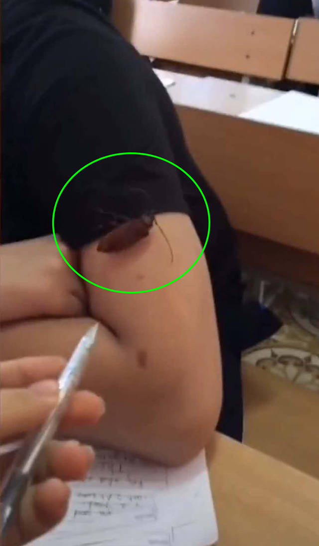 反应|稀松平常南方的孩子遇到大蟑螂是什么反应？网友：云淡风轻