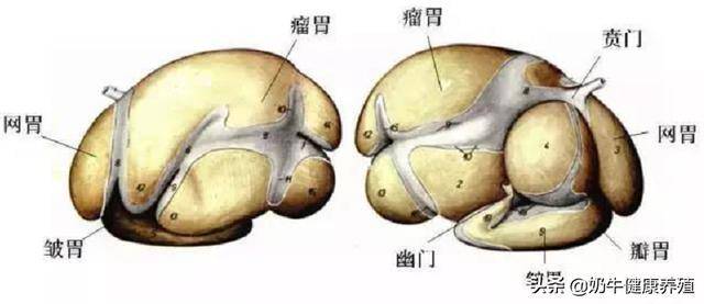 奶牛的胃有四个:瘤胃,网胃,瓣胃,皱胃