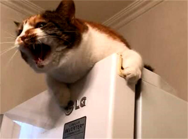 怎么看小猫吃饱没有 d3e92a26b80945ab956f681df62cb837.jpeg