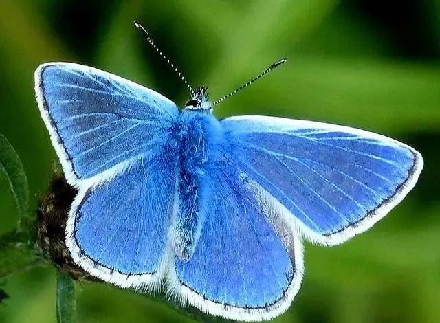 心理测试:你最喜欢哪只蝴蝶,测出你隐藏着什么不为人知的力量
