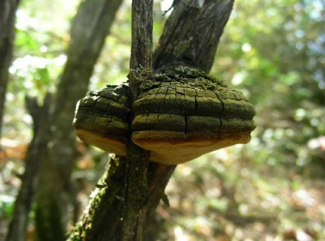 药用真菌桑黄的种类解析