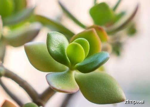 多肉叶插教程 b6e6e5a765e24769854b61b50fa22e29.jpeg