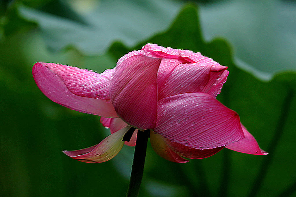 原创:雨中荷花