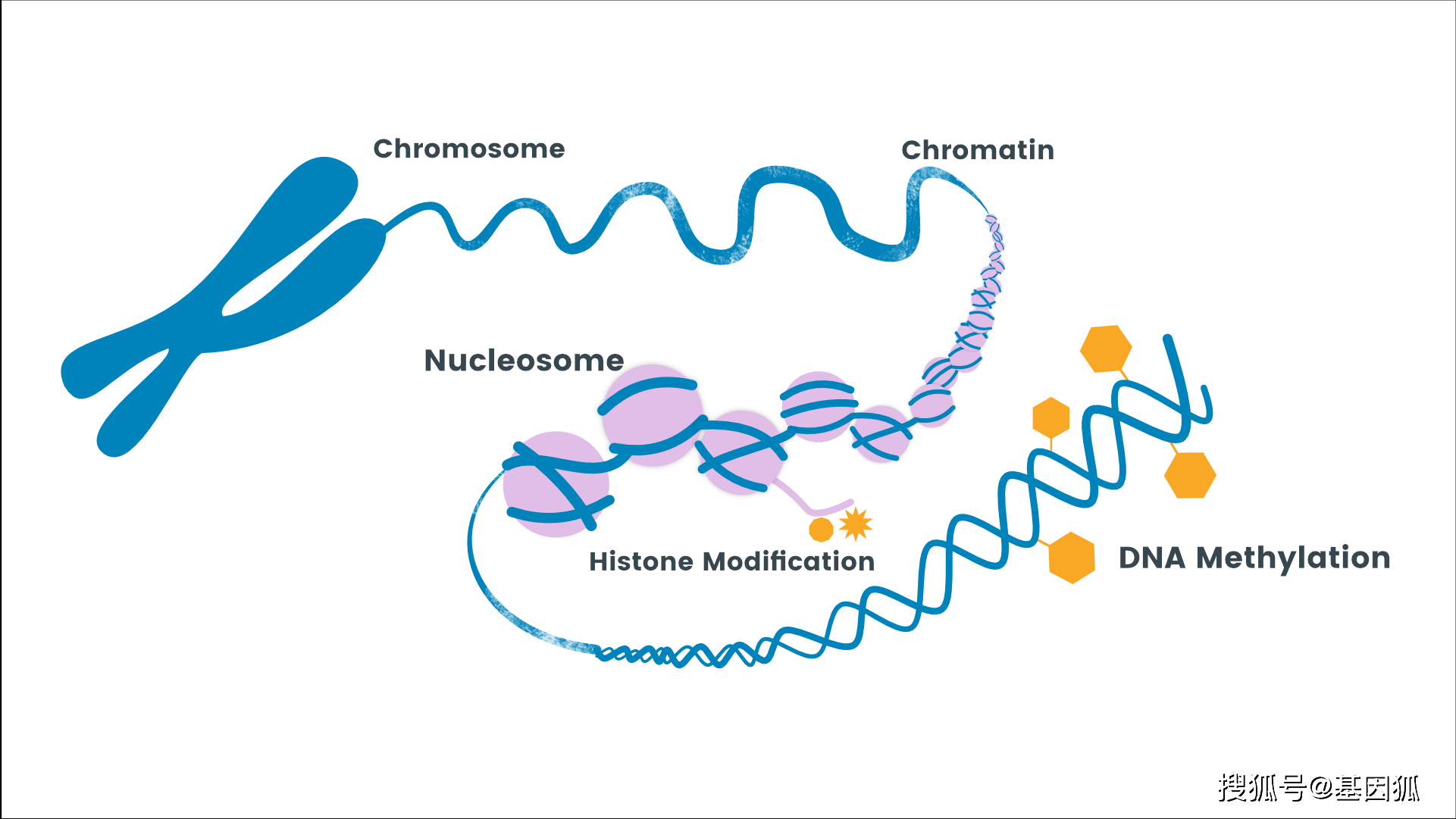 遗传修饰之一,其信息能否跨代传递对维持表观基因组稳定性和表观等位