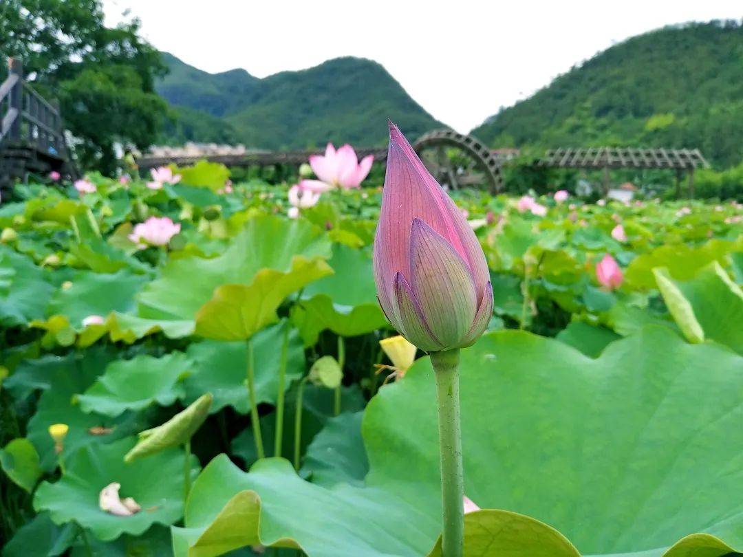 嗨~你还记得十里荷塘的 "夏" 与 "荷"吗?