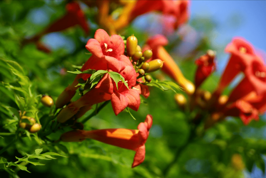 【诗词鉴赏】14首美丽的凌霄花诗词,你喜欢吗?