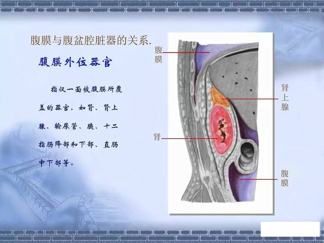 (关于腹膜内/间/外位器官的示意图很不错)第三篇(中英双语,外来插图