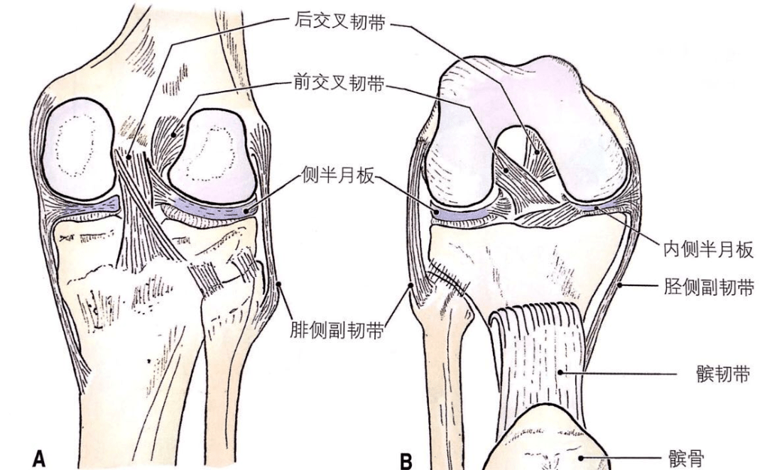半月板为什么容易受伤?损伤后如何康复?