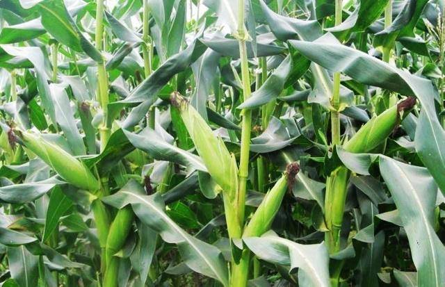 现在可以种玉米吗河南 529b638a39c84cd7a634c3752b6adb91.jpeg