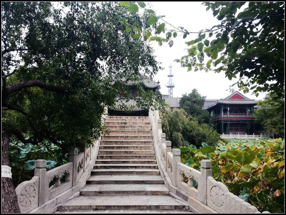 古莲人口_古莲林场
