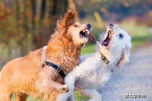 被恶犬狂追时,为什么不能转身撒腿就跑?真相令人胆寒
