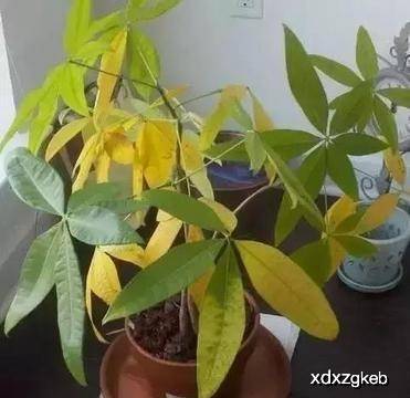发财树怕不怕晒啊 689d7094211542668fb8f56b6453de6f.jpeg