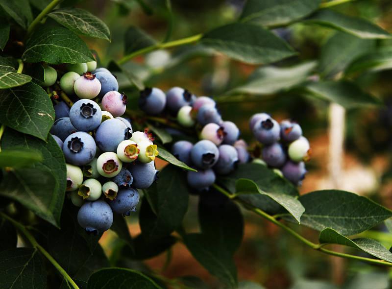 养殖蓝莓跟野生蓝莓,选对了才不被坑,富硒姐姐蓝莓硒肽液教你