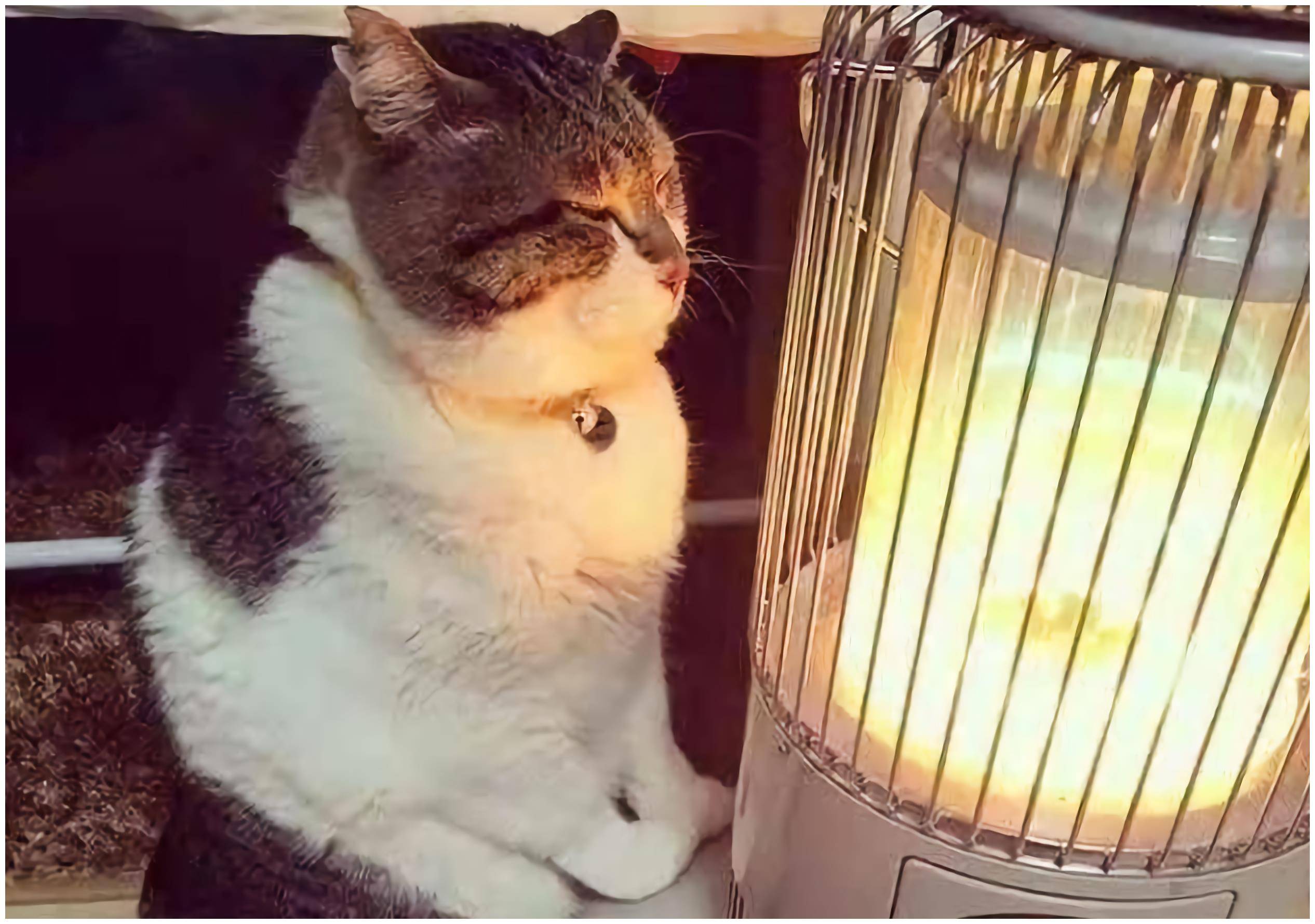 猫的树导演正脸有多帅 e1da8125797e401b8db4d1f8eac307c3.jpeg