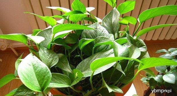 绿萝怎么养才能更旺盛小妙招 6c629979ec5a4ef19cb5f7e6f2ea41f5.jpeg