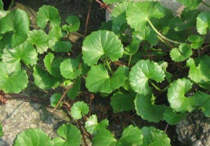 可以食用的野菜图片和功效 71e2b50f63fa4e238d34693b99314da5.jpeg