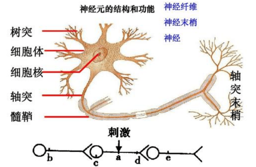 麻木是什么原理_麻木是什么意思