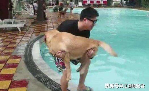 抱狗正确姿势