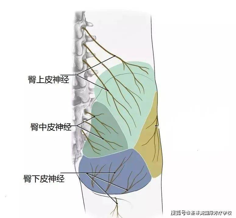 臀部疼痛的皮神经分析 // naha芳疗师认证考试