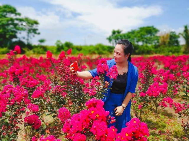 2020年大余蔡家花海天鹅绒紫薇花海美图秀