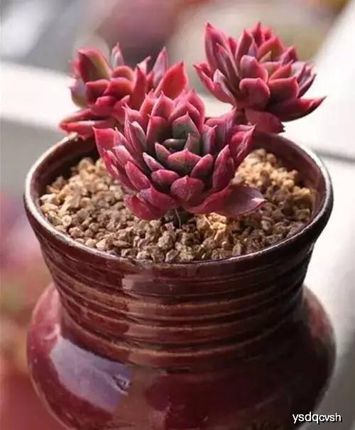 多肉小花园 6b48009f8ee043c5862579b80d00d9ea.jpeg