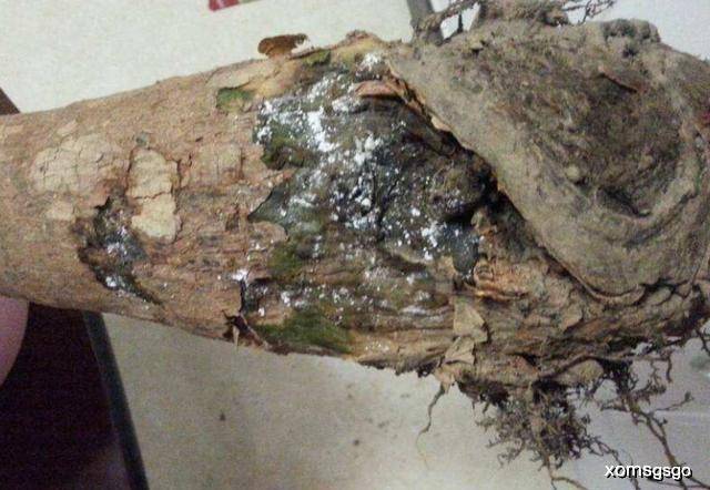 如何让土壤变软 8b85c7a0b7df4ba09c3039a80527afe1.jpeg