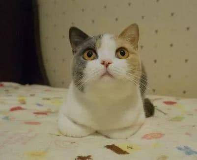 猫咪为什么喜欢揣手手,其实是个习惯,大猫也会这样哦