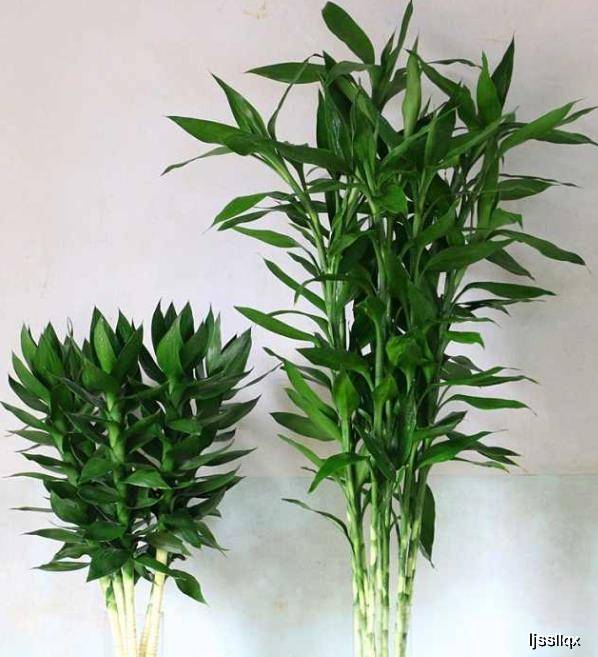 富贵竹养殖方法教程 f5363d6ed85d4ddfbccc513c143c67ee.jpeg