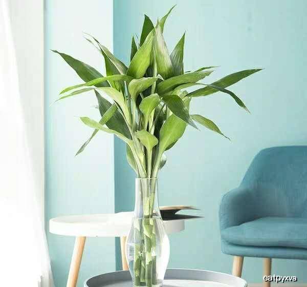 富贵竹几月份适合养 65fde704d8bd459f987a0602f7456201.jpeg