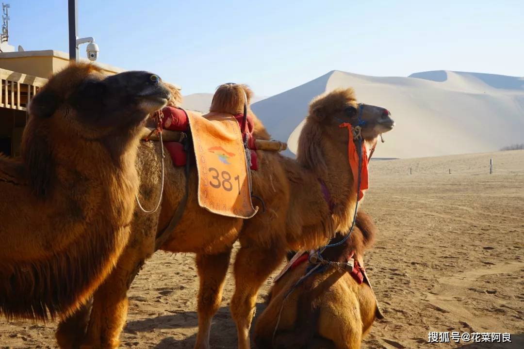 独自西行 行走于兰州丝绸之路 敦煌鸣沙山,沙漠骆驼月牙泉