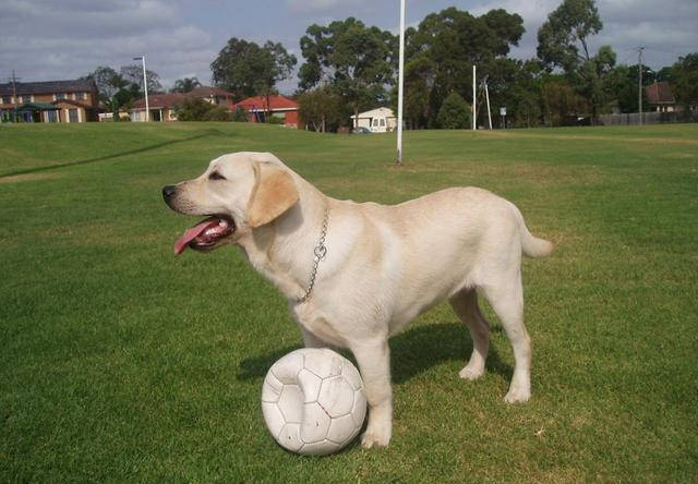 怎么看小狗是不是拉布拉多 70339155e3a44af794bf31ebe1471d9e.jpeg