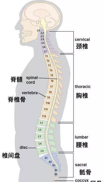 其分别由7节颈椎,12节胸椎,5节腰椎以及骶骨尾骨组成 这些椎骨由韧带