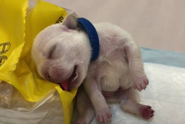 原创小奶狗靠着纸巾睡着了,几秒后露出粉嫩舌头,小模样把人萌坏了