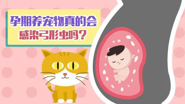 家恩德仁|孕妈妈养宠物如何预防感染弓形虫?