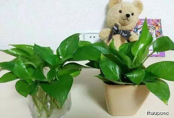 用什么做花盆最便宜 706a4a3d14af4b7e963fc30cca786852.jpeg