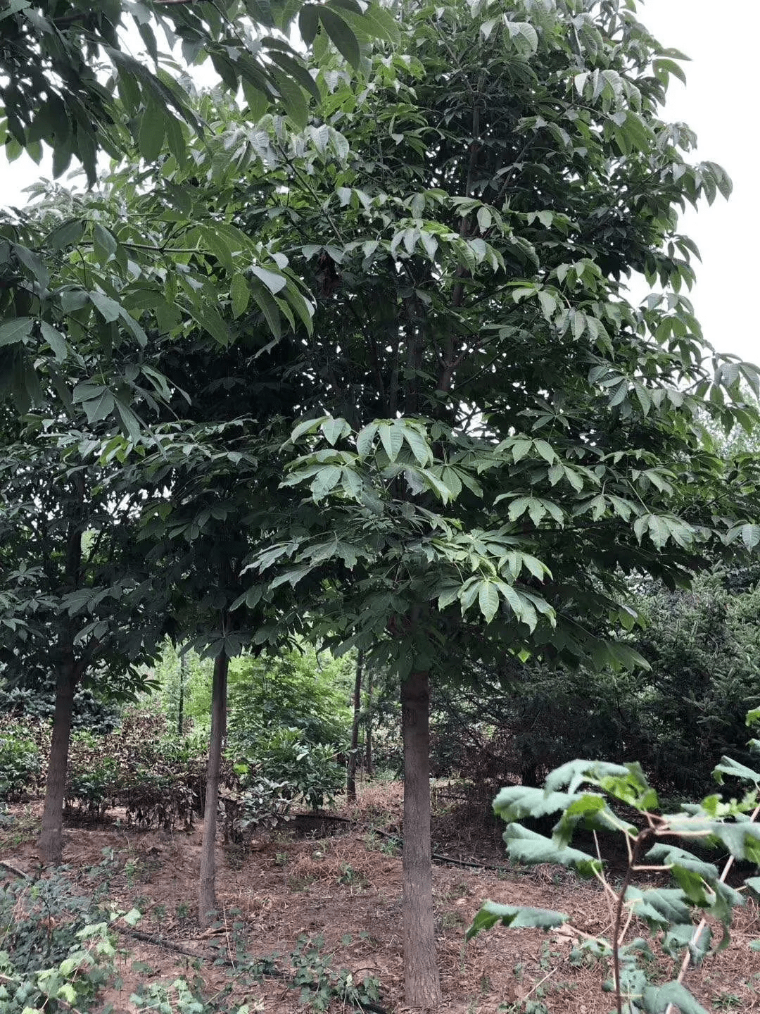 在无忧树下诞生,在菩提树下成佛,在七叶园居住和说法,在娑罗树下涅槃