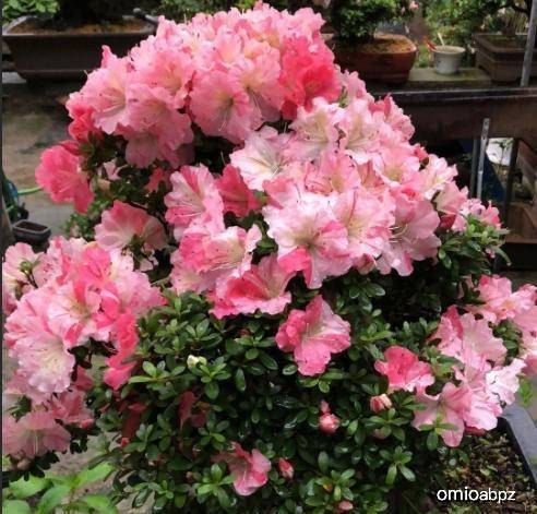 如何养好杜鹃花盆栽 bbeb4cdb8c4349d0b41de4894eaa4b2e.jpeg