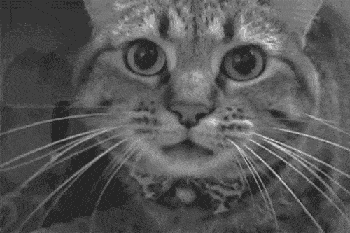 猫人|国外某公司招聘职业撸猫人,月薪2万欧!想去?先学会撸猫吸猫英文吧